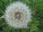 Dandelion Head