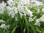 White Bluebells