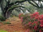 forest walkway