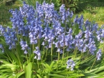 Bluebell Cluster