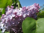 Lilac Blossom