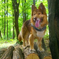 Liver German Shepard