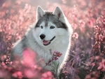 Siberian Husky