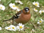 Chaffinch