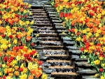 waterfall among the tulips