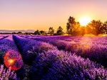 Lavender field