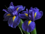 Irises