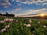 Dawn on poppy field