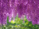 Wisteria