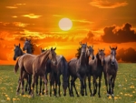 Wild horses