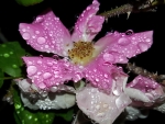 raindrops on the petals