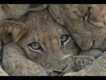 lion cubs