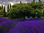 Lavender Flowers