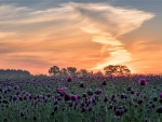 purple poppies