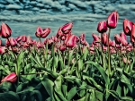 Tulips