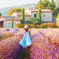 Lavender in Provence