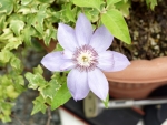Clematis
