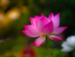 Pink lotus