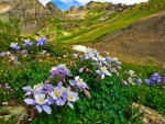 Mountain wildflowers
