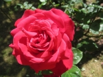 Red Rose Bloom