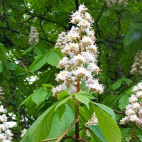Chestnut Blossoms