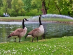 Wild Geese