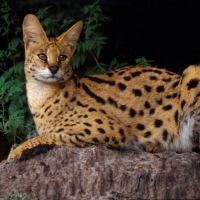 Felis Serval