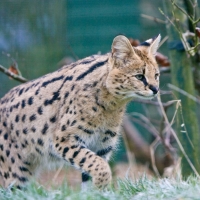 Serval
