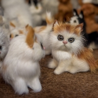 Toy kittens
