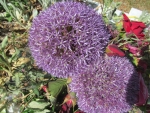 Purple Aliums