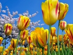 Field of Tulips