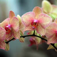 Orchids