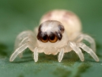 Jumping Spider
