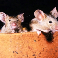 2 Mice in a Flowerpot.