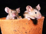 2 Mice in a Flowerpot.