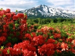 mountain azaleas
