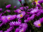 Field asters 