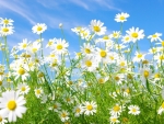 Field of daisies