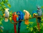 Colorful Birds On Branch