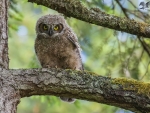 Great Horned Owlet