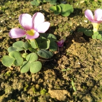 Cape Winter Ground cover weed flower