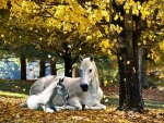 Horse and Foal