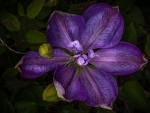 Purple Clematis