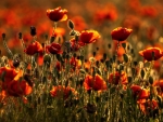 poppies