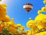 Field of buttercups