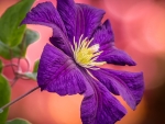Clematis Close-Up