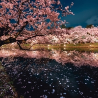 Sakura tree