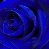 Blue Rose
