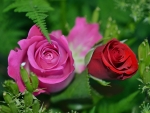 Pretty roses