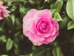 Pink Camellia